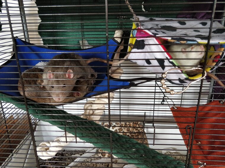 My rats